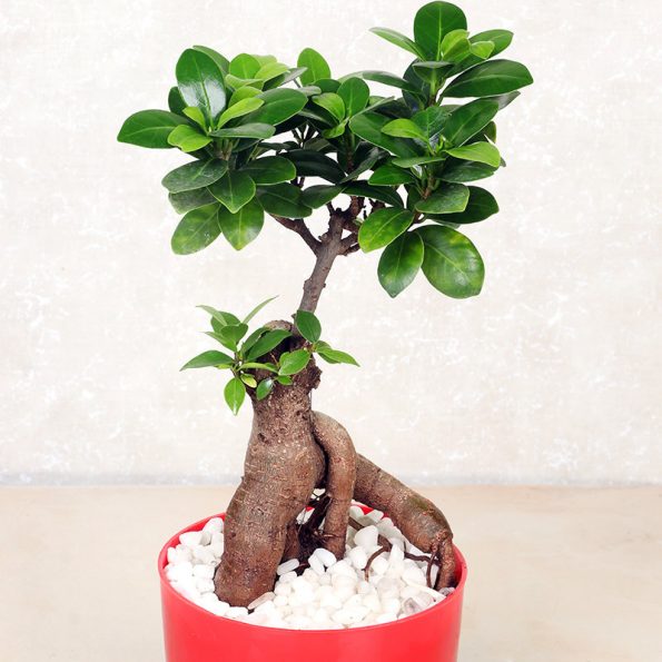 mesmerizing-ficus-microcarpa-plant-9906107pl-C