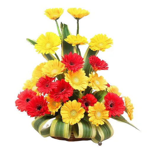 Basket arrangement of 24 Assorted Gerberas